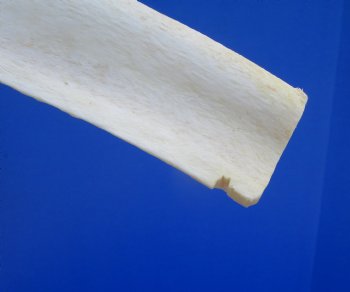 22-1/4 inches African Giraffe Rib Bone for Crafts - Buy for $64.99
