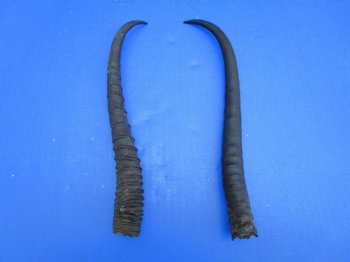 Two Female African Springbok Horns, 9-1/2 and 10 inches for $8.00 each