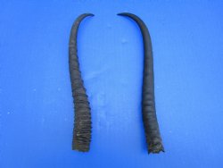 Two Female African Springbok Horns, 9-1/2 and 10 inches for $8.00 each