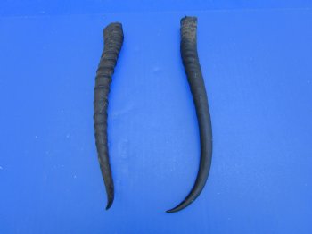 Two Female African Springbok Horns, 9-1/2 and 10 inches for $8.00 each