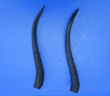 Two Female African Springbok Horns 8-1/2 inches for $8.00 each