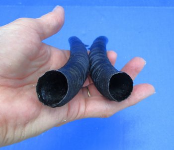 Two Female African Springbok Horns 8-1/2 inches for $8.00 each