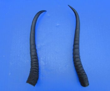 Two Female African Springbok Horns 8-1/2 inches for $8.00 each
