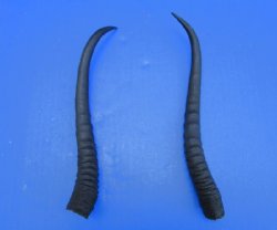 Two Female African Springbok Horns 8-1/2 inches for $8.00 each