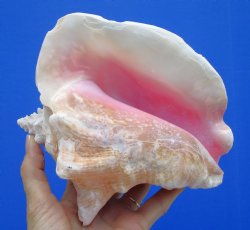7-1/4 by 6-1/2 inches Queen Conch Shell, Pink Conch for $16.99