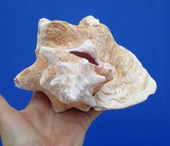 7-1/4 by 6-1/2 inches Queen Conch Shell, Pink Conch for $16.99