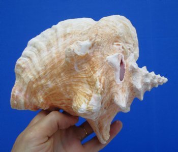 7-1/4 by 6-1/2 inches Queen Conch Shell, Pink Conch for $16.99