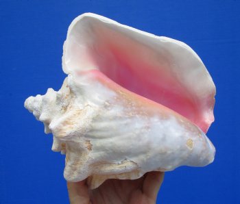 7-1/4 by 6-1/2 inches Queen Conch Shell, Pink Conch for $16.99