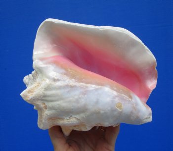7-1/4 by 6-1/2 inches Queen Conch Shell, Pink Conch for $16.99