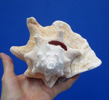 7-1/4 by 6-1/2 inches Queen Conch Shell, Pink Conch for $16.99