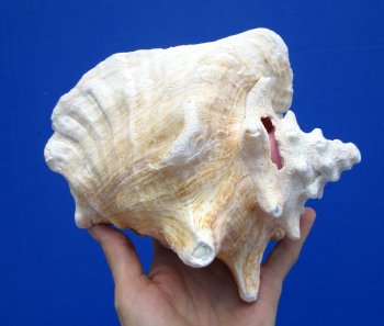 7-1/4 by 6-1/2 inches Queen Conch Shell, Pink Conch for $16.99