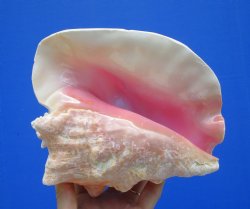 7-3/4 by 6-1/2 inches Queen Conch Shell, Pink Conch for $16.99