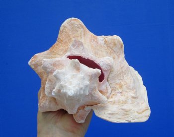 7-3/4 by 6-1/2 inches Queen Conch Shell, Pink Conch for $16.99