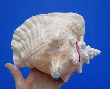 7-3/4 by 6-1/2 inches Queen Conch Shell, Pink Conch for $16.99