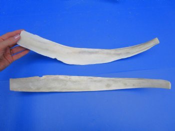 Two Real Water Buffalo Rib Bones for Bone Crafts, 19-3/4 inches - Buy these for $15 each