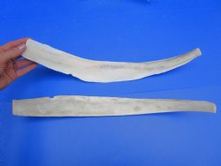 Two Real Water Buffalo Rib Bones for Bone Crafts, 19-3/4 inches - Buy these for $15 each