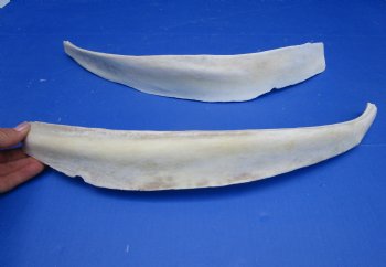 Two Real Water Buffalo Rib Bones for Bone Crafts, 19-3/4 inches - Buy these for $15 each
