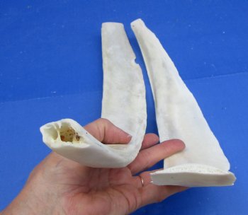 Two Real Water Buffalo Rib Bones for Bone Crafts, 19-3/4 inches - Buy these for $15 each