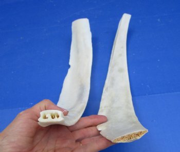 Two Real Water Buffalo Rib Bones for Bone Crafts, 19-3/4 inches - Buy these for $15 each
