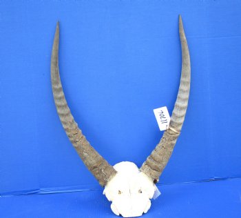 African Waterbuck Skull Plate, Cap with 22-3/4 and 23-1/2 inches Horns <font color=red> Grade B Weathered Horns </font> for $69.99 