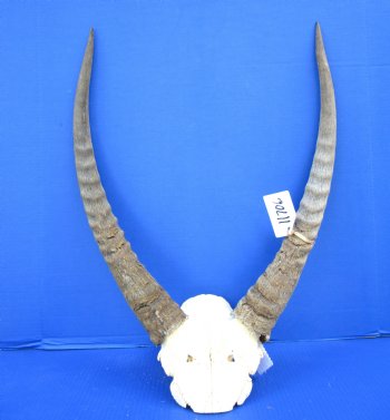 African Waterbuck Skull Plate, Cap with 22-3/4 and 23-1/2 inches Horns <font color=red> Grade B Weathered Horns </font> for $69.99 