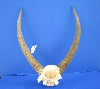 African Waterbuck Skull Plate, Cap with 22-3/4 and 23-1/2 inches Horns <font color=red> Grade B Weathered Horns </font> for $69.99 