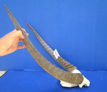 African Waterbuck Skull Plate, Cap with 22-3/4 and 23-1/2 inches Horns <font color=red> Grade B Weathered Horns </font> for $69.99 