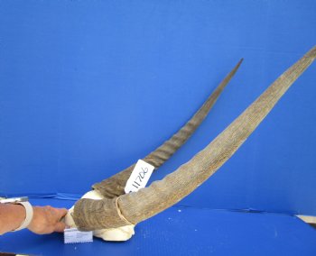 African Waterbuck Skull Plate, Cap with 22-3/4 and 23-1/2 inches Horns <font color=red> Grade B Weathered Horns </font> for $69.99 