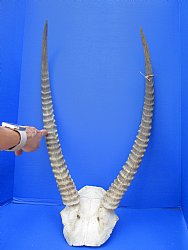 African Waterbuck Skull Plate, Cap with 26 inches Horns for $99.99 