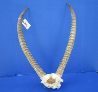 African Waterbuck Skull Plate, Cap with 26 inches Horns for $99.99 
