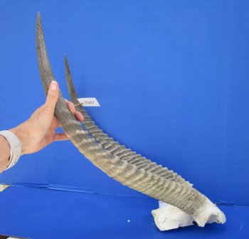 African Waterbuck Skull Plate, Cap with 26 inches Horns for $99.99 