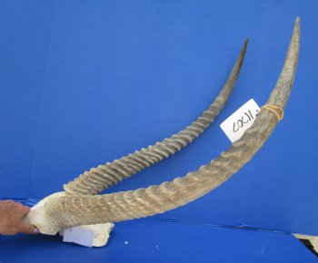 African Waterbuck Skull Plate, Cap with 26 inches Horns for $99.99 