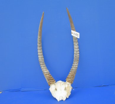 African Waterbuck Skull Plate, Cap with 22 inches Horns for $89.99 