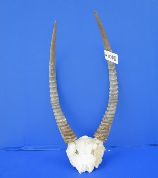 African Waterbuck Skull Plate, Cap with 22 inches Horns for $89.99 