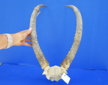 African Waterbuck Skull Plate, Cap with 22 inches Horns for $89.99 