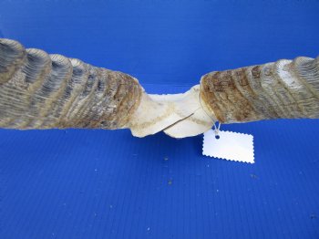African Waterbuck Skull Plate, Cap with 22 inches Horns for $89.99 