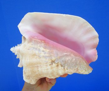 8-1/2 by 6-1/4 inches Queen Conch Shell, Pink Conch for $24.99