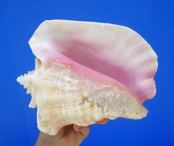 8-1/2 by 6-1/4 inches Queen Conch Shell, Pink Conch for $24.99