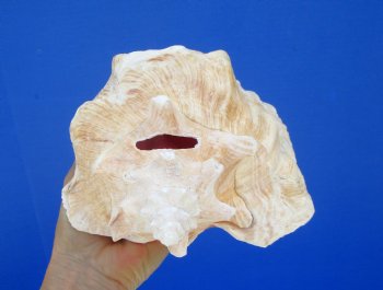 8-1/2 by 6-1/4 inches Queen Conch Shell, Pink Conch for $24.99
