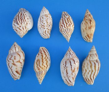Voluta Loroisi Shells in Bulk, 3 inches -   25 @ $1.84 each; 50 @ $1.60 each