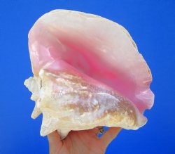 8 by 8 inches Queen Conch Shell, Pink Conch for $24.99
