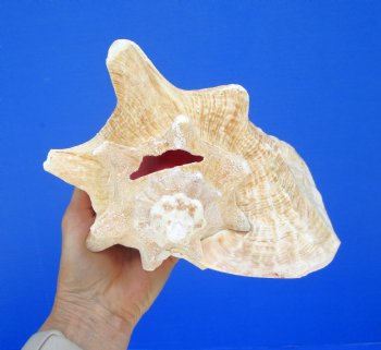 8 by 8 inches Queen Conch Shell, Pink Conch for $24.99