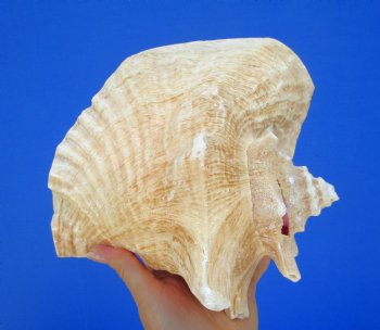 8 by 8 inches Queen Conch Shell, Pink Conch for $24.99