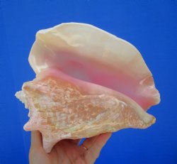 8-1/2 by 7-1/4 inches Queen Conch Shell, Pink Conch for $24.99