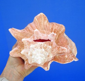 8-1/2 by 7-1/4 inches Queen Conch Shell, Pink Conch for $24.99
