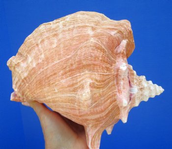 8-1/2 by 7-1/4 inches Queen Conch Shell, Pink Conch for $24.99
