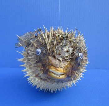 9-3/4 by 6 inches Hanging Dried Porcupine Fish for Sale <font color=red> With Very Sharp Spines </font> - Buy for $14.99