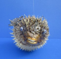 9-3/4 by 6 inches Hanging Dried Porcupine Fish for Sale <font color=red> With Very Sharp Spines </font> - Buy for $14.99