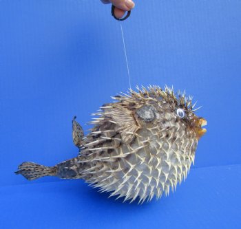 9-3/4 by 6 inches Hanging Dried Porcupine Fish for Sale <font color=red> With Very Sharp Spines </font> - Buy for $14.99