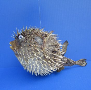 9-3/4 by 6 inches Hanging Dried Porcupine Fish for Sale <font color=red> With Very Sharp Spines </font> - Buy for $14.99